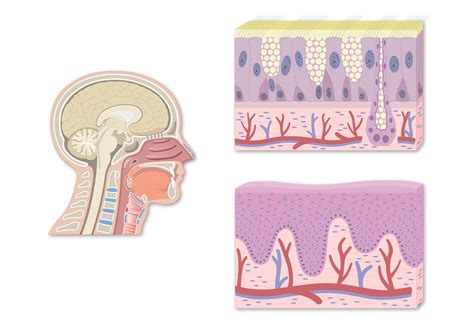 Adenoids Histology