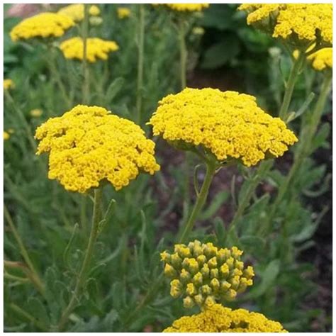 Тысячелистник агератовый. Легенды, мифы, символизм, описание ...