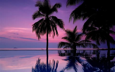 Purple Palm Trees HD Wallpapers Wallpaper Cave