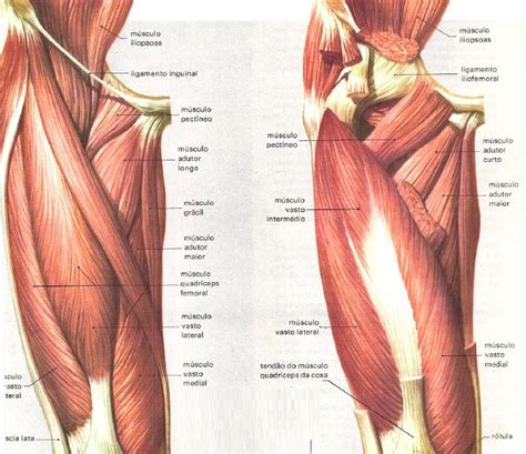 Musculos Da Coxa Anatomia Muscular Anatomia Da Perna M Sculos