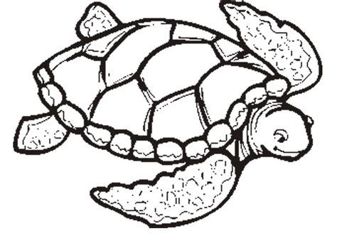 Free Printable Pictures Of Sea Turtles Free Templates Printable