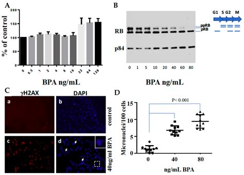 Ijms Free Full Text Brca1 The Versatile Defender Molecular To