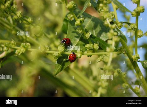 Garden Lady Bugs Stock Photo - Alamy