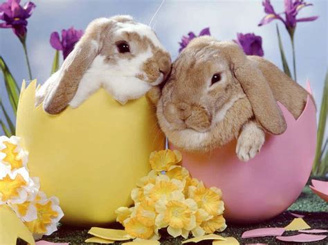 Download Funny Easter Bunnies Inside Eggs Picture