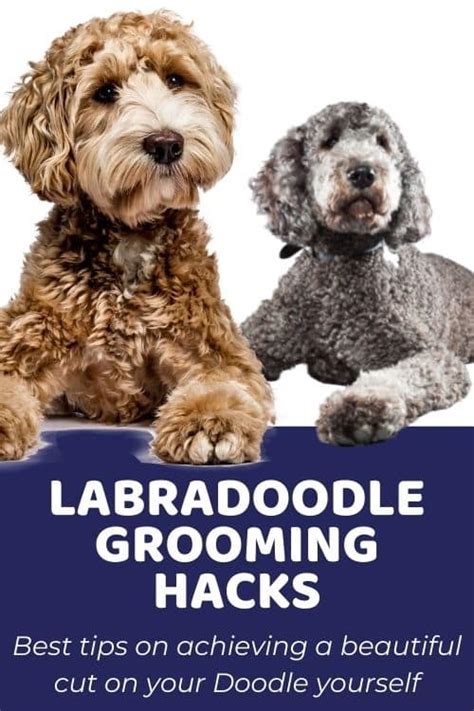 Labradoodle Grooming From Head to Tail...At Home! - Doodle Doods