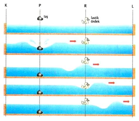 Dalgalar Temel Kavramlar Yay Dalgaları