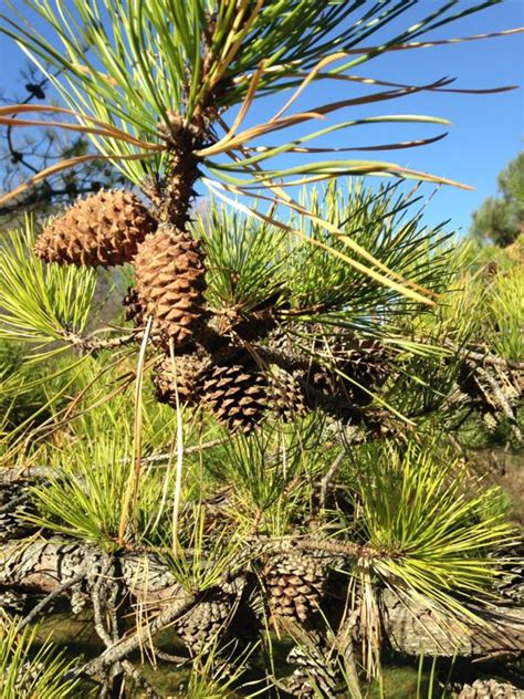 Pinus Rigida Pitch Pine University Of Guelph Arboretum Canada