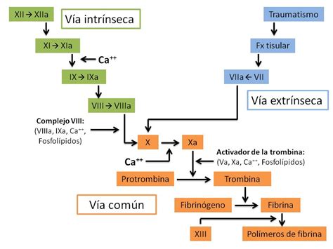 FISIOLOGÍA HUMANA Vías y cascada de la coagulación