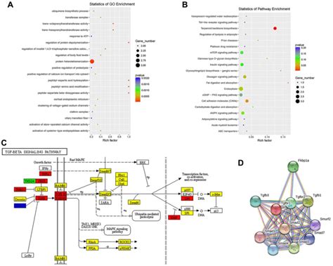 Enrichment Analysis Of Biological Functions And Pathways A Top 20