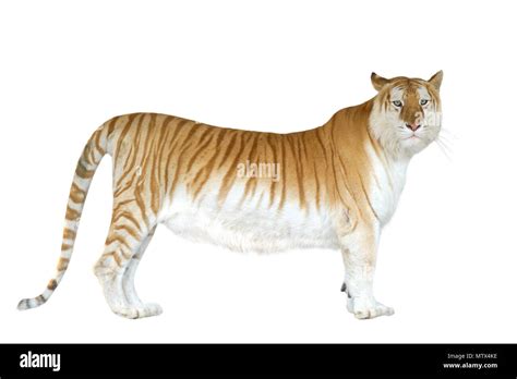 Golden Tabby Tiger Wallpaper