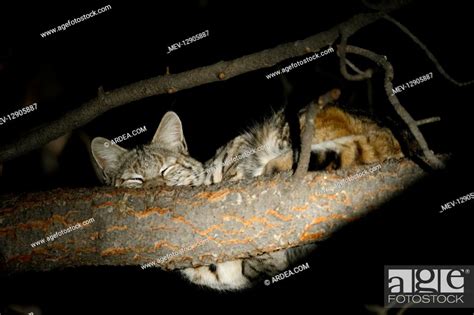 Bobcat sleeping in a tree - Bobcat sleeping in a tree - California ...