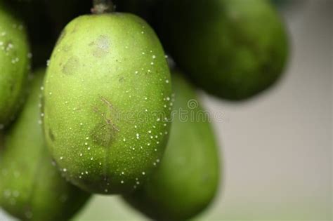 Macro Photography on Resinosis Disease on Caja Manga Dew Leaf in Nature ...