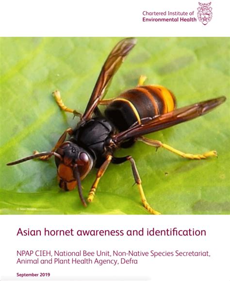 Asian hornet awareness and identification - Urban Pests Book