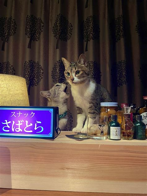 ココニャ猫写真集、発売中！さんの人気ツイート（古い順） ついふぁん！