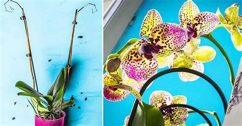 Comment Entretenir Une Orchid E Et La Faire Refleurir Le Guide Tape