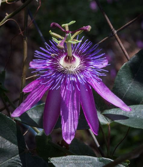 A Few Passion Flowers | Beautiful Flower Pictures Blog