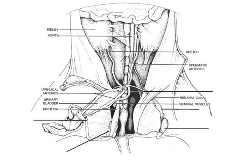 Female Pig Reproductive System