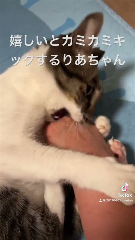 𝙏𝙞𝙠 𝙏𝙤𝙠から移動！りあは嬉しくなるといつもこうする😂かわいい。 Cat 猫のいる暮らし 嬉しすぎると噛む うちの子が可愛いすぎる