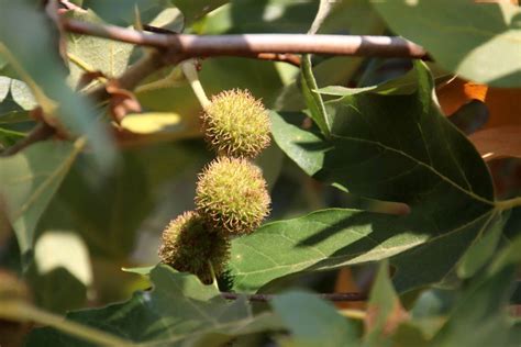 Sycamore Seeds - Henry W. Coe State Park