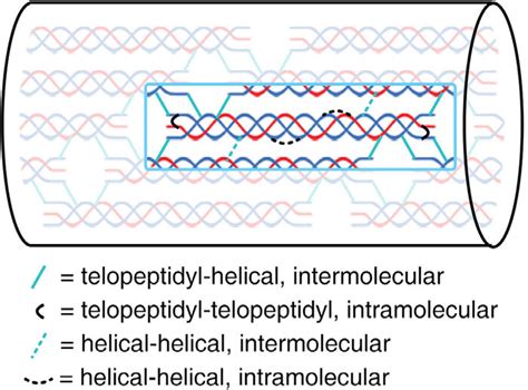 A Schematic Illustration Of The Possible Crosslinking Types In The