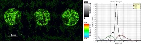 Fluorescence Lifetime Imaging Flim Picoquant