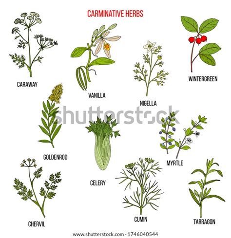 Carminative Herbs Hand Drawn Vector Set Stock Vector Royalty Free