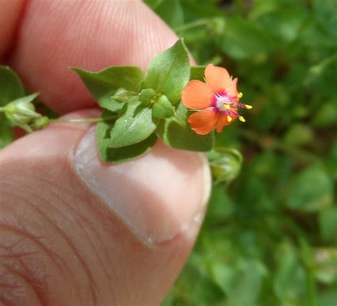 Foraging Texas Pimpernel