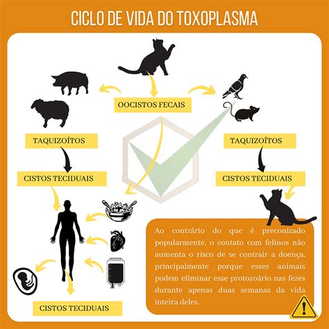 Quanto Tempo A Toxoplasmose Fica No Organismo