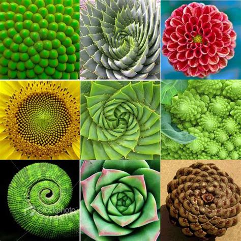 Fibonacci Sequence in Nature - MakailaqoBurke