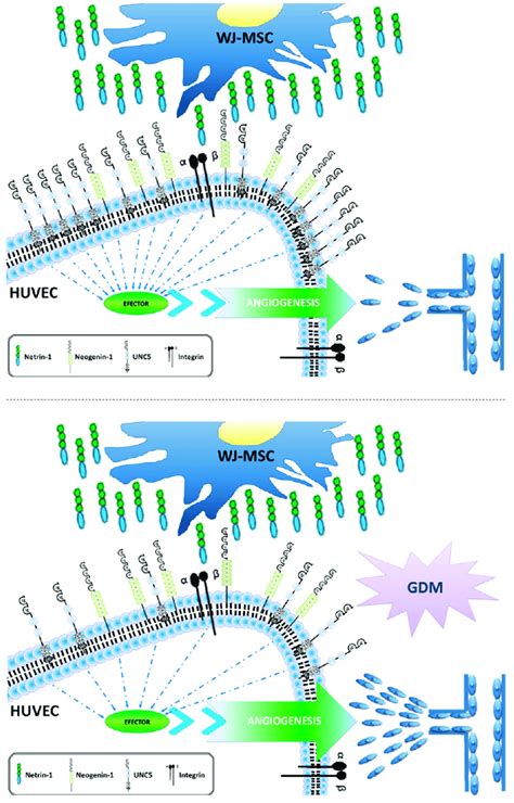 Working Model Model Integrating The Pro Angiogenic Effect Of Netrin 1