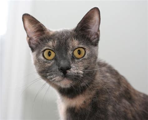 Tortoiseshell Cat For Adoption