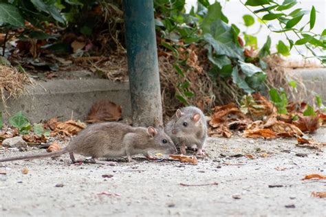 How To Deter Rats From Your Home Fast With 1 Natural Solution Express