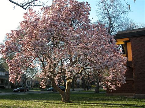 100 Year Old Magnolia Tree Magnolia Trees Tree Favorite Places