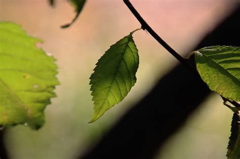 Hoja Planta Naturaleza Foto Gratis En Pixabay Pixabay