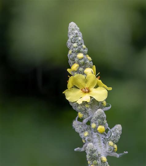 Mullein Great Wildflower - Free photo on Pixabay - Pixabay