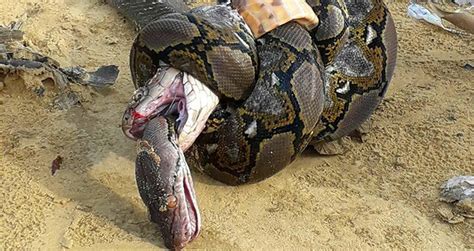 King Cobra Snake Fight