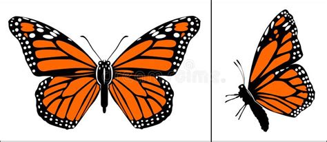 Monarch Butterfly Side View Stock Illustrations – 174 Monarch Butterfly ...