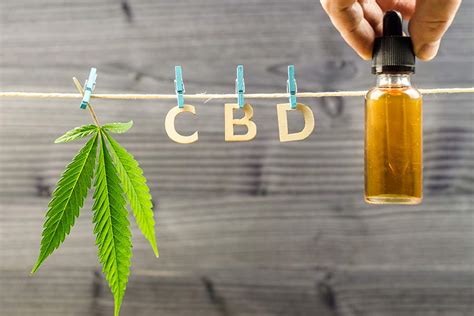 Les fleurs de CBD une alternative naturelle aux médicaments classiques