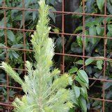 Adenanthos Sericeus Coastal Woollybush Woolly Bush Plant Lust