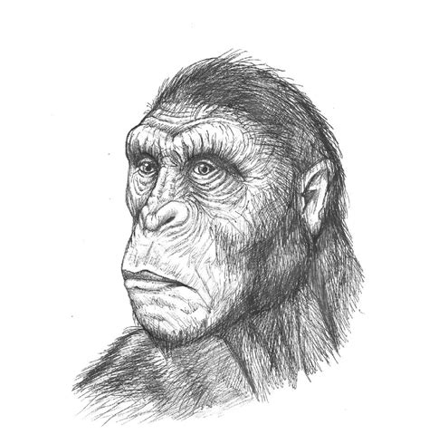 Australopithecus head by MALvit on DeviantArt