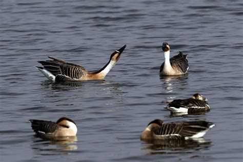 _YT_8489_鸿雁 | 鸿雁 Swan goose，盘锦，辽宁 | lonelyshrimp | Flickr