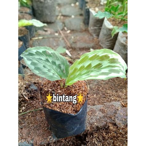 Jual Tanaman Hias Calathea Bulu Merak Calathea Bulu Merak Shopee