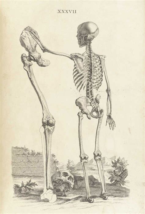 In The Good Old Days, Anatomy Drawings Were Full of Whimsy - Atlas Obscura