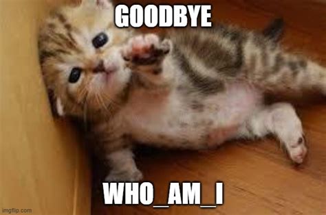 Sad Kitten Goodbye Imgflip