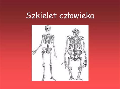 PPT Szkielet człowieka PowerPoint Presentation free download ID