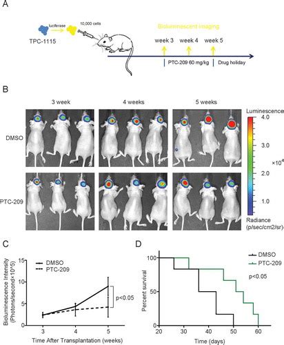 Full Article Targeting Of Bmi 1 With Ptc 209 Inhibits Glioblastoma