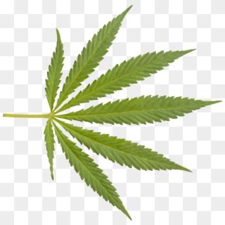 Free Real Weed Leaf Png Images Real Weed Leaf Transparent Background