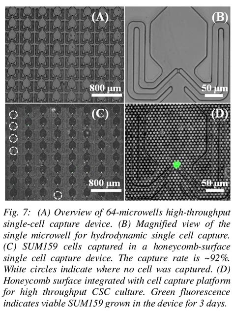 growth   sum sphere  shown      days culture