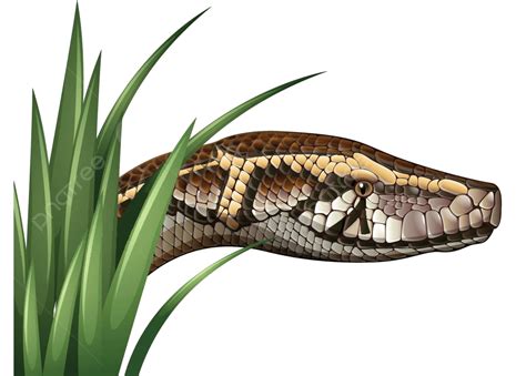 Snake Head Behind Green Grass Green Clipping Path Vector Green