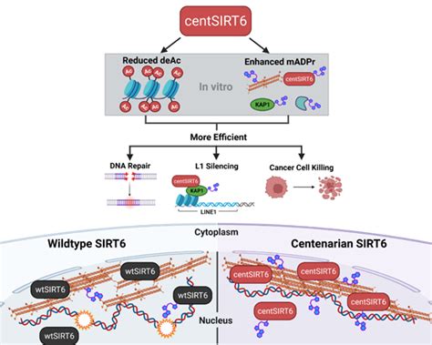 A Rare Human Centenarian Variant Of Sirt Enhances Genome Stability And